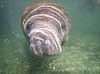 S�ko. Vestindisk manatee sv�mmende i floden Crystal River i Florida Trichechus manatus Crystal River / Florida USA  pattedyr S�k�er, Sirenia, West Indian manatee, sea cow