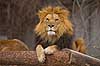 L�ve. Hanl�ve skuer fra udsigtspunkt. Panthera leo Zoologisk Have / K�benhavn   pattedyr L�vemanke, manke, Katte, Felidae, Rovdyr, Carnivora, kattedyr, zoologiske haver