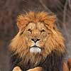 L�ve. Hanl�ve skuer fra udsigtspunkt. Panthera leo Zoologisk Have / K�benhavn   pattedyr L�vemanke, manke, Katte, Felidae, Rovdyr, Carnivora, kattedyr, zoologiske haver
