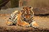 Tigerunge. Amur tiger, Sibirisk tiger Panthera tigris altaica Zoologisk Have / K�benhavn   pattedyr Katte, Felidae, Rovdyr, Carnivora, kattedyr, tigre, ZOO