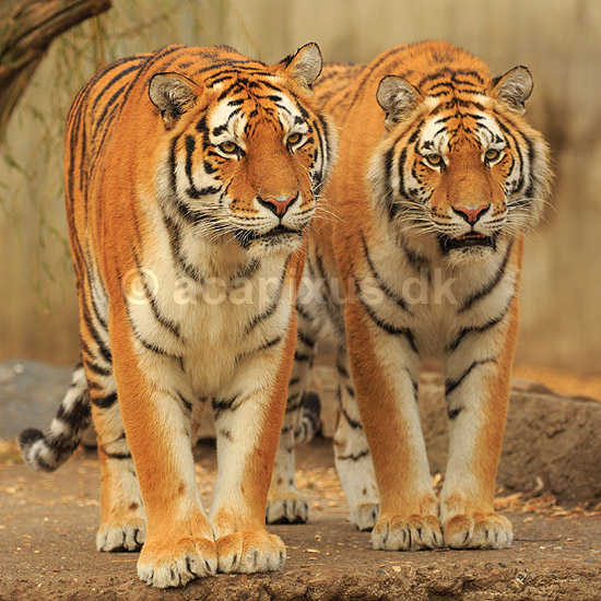 Tigre. Amur tiger, Sibirisk tiger; Panthera tigris altaica; Zoologisk Have / K�benhavn; ; ; pattedyr; Katte, Felidae, Rovdyr, Carnivora, kattedyr, tigre, ZOO