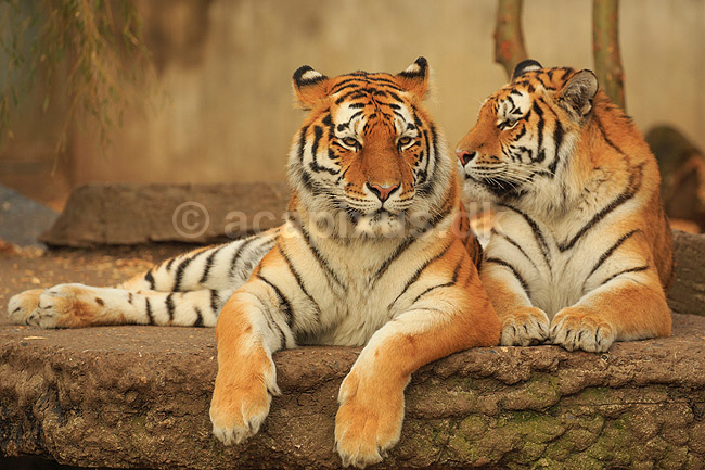 Tigre. Amur tiger, Sibirisk tiger; Panthera tigris altaica; Zoologisk Have / K�benhavn; ; ; pattedyr; Katte, Felidae, Rovdyr, Carnivora, kattedyr, tigre, ZOO