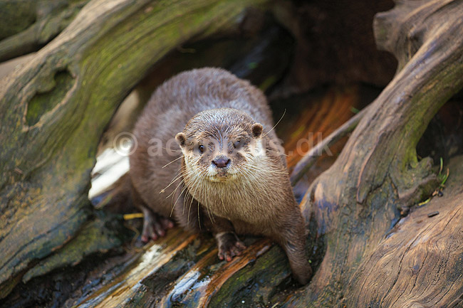 Dv�rgodder. Dv�rgodder, asiatisk dv�rgodder; Aonyx cinerea; Zoologisk Have / K�benhavn; ; ; pattedyr; Mustelidae, odder