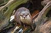 Dv�rgodder. Dv�rgodder, asiatisk dv�rgodder Aonyx cinerea Zoologisk Have / K�benhavn   pattedyr Mustelidae, odder
