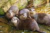 Dv�rgodder. Dv�rgoddere, asiatisk dv�rgodder Aonyx cinerea Zoologisk Have / K�benhavn   pattedyr Mustelidae, odder, oddere