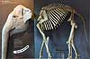 Elefant. Model af elefant hoved og elefant skelet fortograferet s� hovedet ser ud til at sidde p� skelettet. Elephas maximus Zoologisk Have / K�benhavn   pattedyr Elephantidae