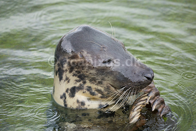 S�l. Gr�s�l; Halichoerus grypus; Fiskeri- & S�fartsmuseet / Esbjerg; ; ; pattedyr; gr�s�ler, havdyr, Phocidae, Pinnipedia