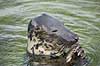 S�l. Gr�s�l Halichoerus grypus Fiskeri- & S�fartsmuseet / Esbjerg   pattedyr gr�s�ler, havdyr, Phocidae, Pinnipedia
