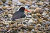 Strandskade. Strand skade mellem sten Haematopus ostralegus    fugle Strandskader, Haematopodidae, M�gefugle og vadefugle, Charadriiformes