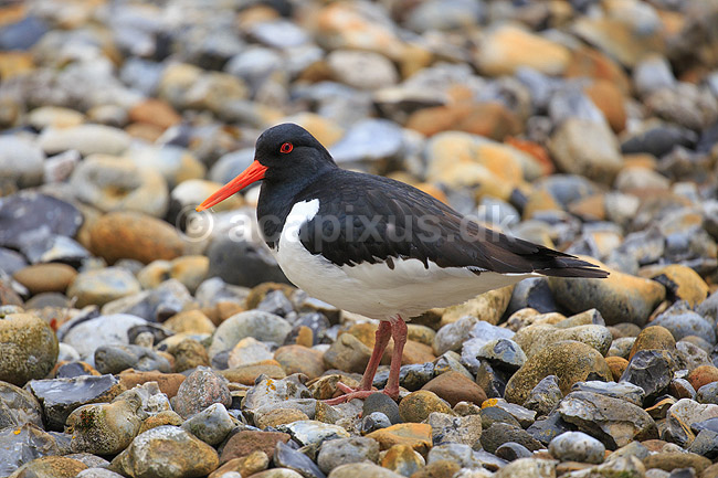Strandskade. Strand skade mellem sten; Haematopus ostralegus; ; ; ; fugle; Strandskader, Haematopodidae, M�gefugle og vadefugle, Charadriiformes
