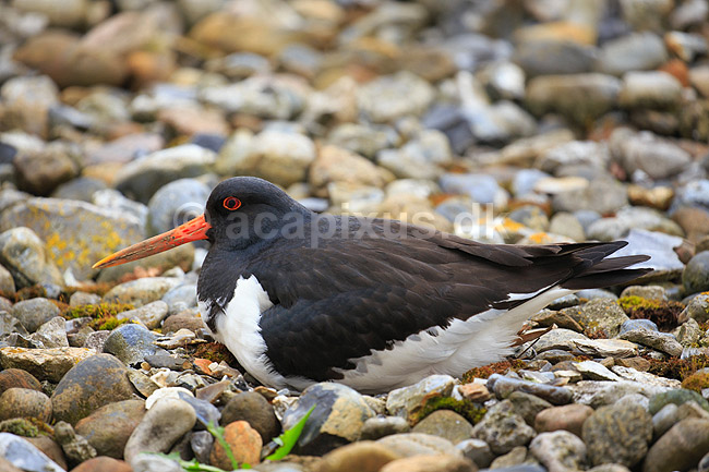 Strandskade. Strand skade ligger p� rede og ruger mellem sten; Haematopus ostralegus; ; ; ; fugle; Strandskader, Haematopodidae, M�gefugle og vadefugle, Charadriiformes