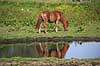 Pony. En ponyhest g�r i halm p� fold Equus caballus    Pattedyr Hest, heste, tamhest, tamheste, Nordbag, ridehest, rideheste, manke, man, hesterace, hesteracer, racehest, raceheste