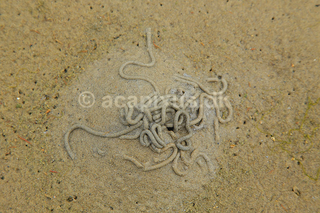 Sandorm. Eskrementer af sandorm p� stranden p� Mand�; ; Mand�; Danmark; ; ; 