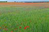 Kornmark. Hvedemark fyldt med valmuer og bl� kornblomster  Papaver spec M�l�v Danmark  Planter Landbrug, marker, ukrudt, landskaber