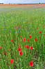 Kornmark. Hvedemark fyldt med valmuer og bl� kornblomster  Papaver spec M�l�v Danmark  Planter Landbrug, marker, ukrudt, landskaber