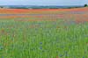 Kornmark. Hvedemark fyldt med valmuer og bl� kornblomster  Papaver spec M�l�v Danmark  Planter Landbrug, marker, ukrudt, landskaber