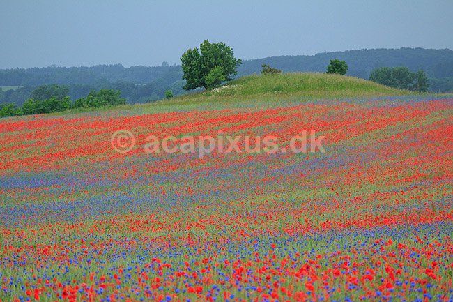 Kornmark. Hvedemark fyldt med valmuer og bl� kornblomster ; Papaver spec; M�l�v; Danmark; ; Planter; Landbrug, marker, ukrudt, landskaber