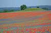 Kornmark. Hvedemark fyldt med valmuer og bl� kornblomster  Papaver spec M�l�v Danmark  Planter Landbrug, marker, ukrudt, landskaber