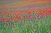 Kornmark. Hvedemark fyldt med valmuer og bl� kornblomster  Papaver spec M�l�v Danmark  Planter Landbrug, marker, ukrudt, landskaber