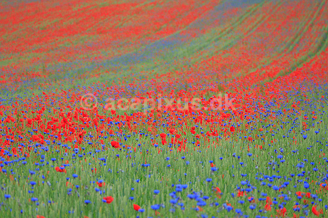 Kornmark. Hvedemark fyldt med valmuer og bl� kornblomster ; Papaver spec; M�l�v; Danmark; ; Planter; Landbrug, marker, ukrudt, landskaber