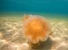 Brandmand. R�d brandmand i Storeb�lt ved Fyens Badestrand ved Nyborg  Cyanea capillata Nyborg Danmark  polypdyr lions mane jellyfish, brennmanet, r�d br�nnmanet, undervandsfoto, gobler, gopler