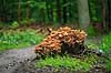 Randb�ltet Hjelmhat. Henfaldende frugtlegemer af Randb�ltet hjemhat svampe p� tr�stub Galerina marginata Hareskoven   Svampe Svampe, svamp, giftige svampe