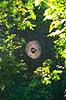 Regnskov. Spindelsv�v i tr�erne i  Misiones regnskoven n�r Yacutinga Lodge   Yacutinga Lodge Argentina Sydamerika  