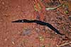 Planarie. Ca 25 cm lang planari i skovbunden i Misiones   Yacutinga Lodge / Misiones Forrest / Iguazu Argentina Sydamerika bl�ddyr fladorm, fladorme, fimreorm, fimreorme, Platyhelminthes