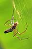 Edderkob. Golden Orb Spider i sit edderkoppespind spinder bytte ind i silketr�de Nephila clavipes  Yacutinga Lodge / Iguazu Argentina Sydamerika Spindlere Edderkopper, Araneae, spindevorter