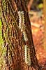 Sommerfuglelarver. Sommerfuglelarver p� vej i kolonne op ad tr�stamme   Yacutinga Lodge / Misiones Forrest / Iguazu Argentina Sydamerika insekter Sommerfugle, Lepidoptera