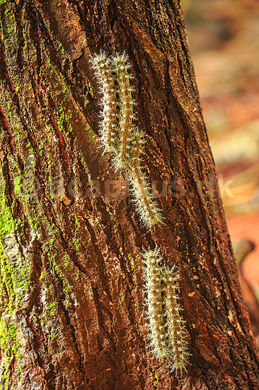 Sommerfuglelarver. Sommerfuglelarver p� vej i kolonne op ad tr�stamme; ;  Yacutinga Lodge / Misiones Forrest / Iguazu; Argentina; Sydamerika; insekter; Sommerfugle, Lepidoptera
