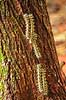 Sommerfuglelarver. Sommerfuglelarver p� vej i kolonne op ad tr�stamme   Yacutinga Lodge / Misiones Forrest / Iguazu Argentina Sydamerika insekter Sommerfugle, Lepidoptera
