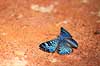 Sommerfugl. Bl� sommerfugl slikker salt i skovbunden   Yacutinga Lodge / Misiones Forrest / Iguazu Argentina Sydamerika insekter Sommerfugle, Lepidoptera