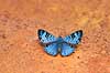 Sommerfugl. Bl� sommerfugl slikker salt i skovbunden   Yacutinga Lodge / Misiones Forrest / Iguazu Argentina Sydamerika insekter Sommerfugle, Lepidoptera