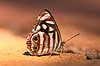 Sommerfugl. Sommerfugl slikker salt i skovbunden   Yacutinga Lodge / Misiones Forrest / Iguazu Argentina Sydamerika insekter Sommerfugle, Lepidoptera