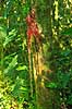 Gummisaft. Tr�saft siver ud af tr�stamme og danner r�gummi i regnskoven ved Iguazu   Yacutinga Lodge / Iguazu Argentina Sydamerika  
