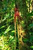 Gummisaft. Tr�saft siver ud af tr�stamme og danner r�gummi i regnskoven ved Iguazu   Yacutinga Lodge / Iguazu Argentina Sydamerika  