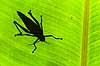 Gr�shoppeskygge. Skyggen af en gr�shoppe p� gr�nt blad   Yacutinga Lodge / Misiones Forrest / Iguazu Argentina Sydamerika insekter Gr�shopper, Orthoptera