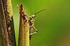 Gr�shoppe. En gr�shoppe p� bananpalme   Yacutinga Lodge / Misiones Forrest / Iguazu Argentina Sydamerika insekter Gr�shopper, Orthoptera