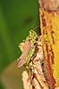 Gr�shoppe. En gr�shoppe p� bananpalme   Yacutinga Lodge / Misiones Forrest / Iguazu Argentina Sydamerika insekter Gr�shopper, Orthoptera