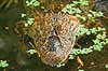 Kaiman. Bredsnudet kaiman Caiman latirostris Iguazu Argentina Sydamerika krybdyr Alligatoridae, Yacare �ato, krokodiller