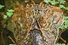 Kaiman. Bredsnudet kaiman Caiman latirostris Iguazu Argentina Sydamerika krybdyr Alligatoridae, Yacare �ato, krokodiller