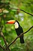 K�mpetukan. K�mpe tukan Ramphastos toco Iguazu Argentina Sydamerika fugle Tukaner, Ramphastidae, n�b