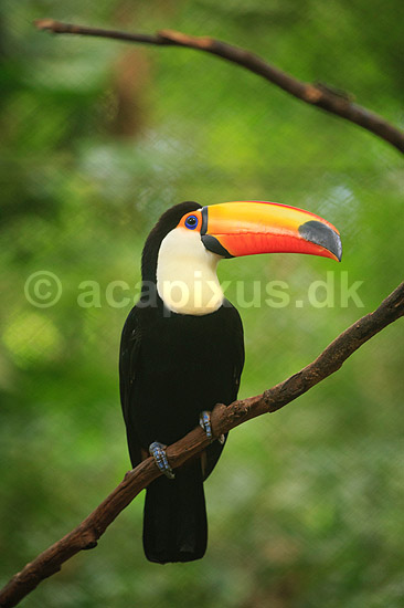 K�mpetukan. K�mpe tukan; Ramphastos toco; Iguazu; Argentina; Sydamerika; fugle; Tukaner, Ramphastidae, n�b