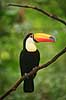 K�mpetukan. K�mpe tukan Ramphastos toco Iguazu Argentina Sydamerika fugle Tukaner, Ramphastidae, n�b