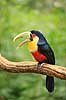 R�dbrystet tukan . R�dbrystet tukan / Broget tukan Ramphastos dicolorus Iguazu Argentina Sydamerika fugle Tukaner, Ramphastidae, n�b