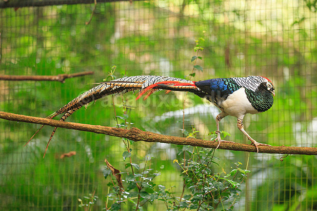 Amherstfasan; Chrysolophus amherstiae; ; ; ; fugle; Fasanfugle, Phasianidae