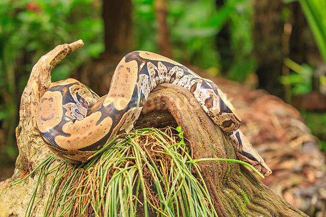 Boa. Kv�lerslange; Boa constrictor; ; ; ; krybdyr; Boaer, Boidae