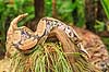 Boa. Kv�lerslange Boa constrictor    krybdyr Boaer, Boidae