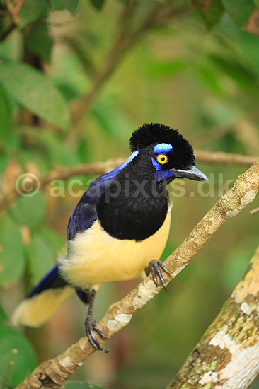 Plystoppet bl�sskade . Plush-crested Jay, Urraca com�n; Cyanocorax chysops; Iguazu; Argentina; Sydamerika; fugle; Kragefugle, Corvidae